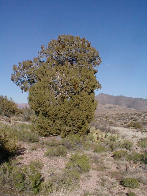 Juniper Tree in Arizona